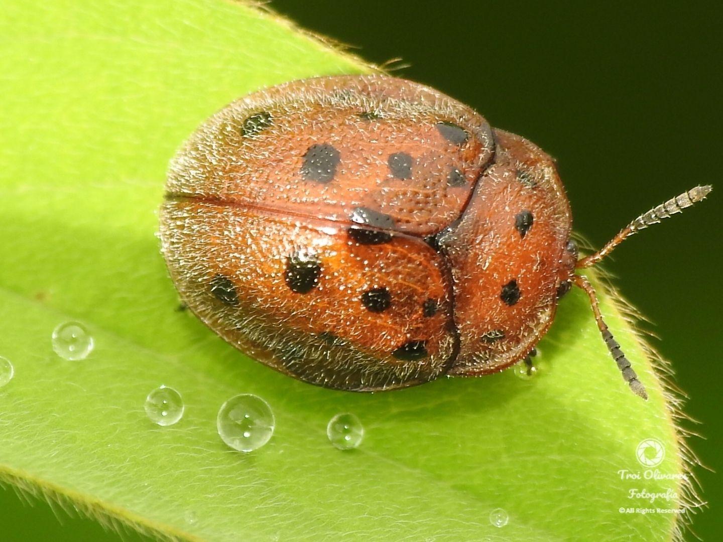 Chelymorpha gressoria