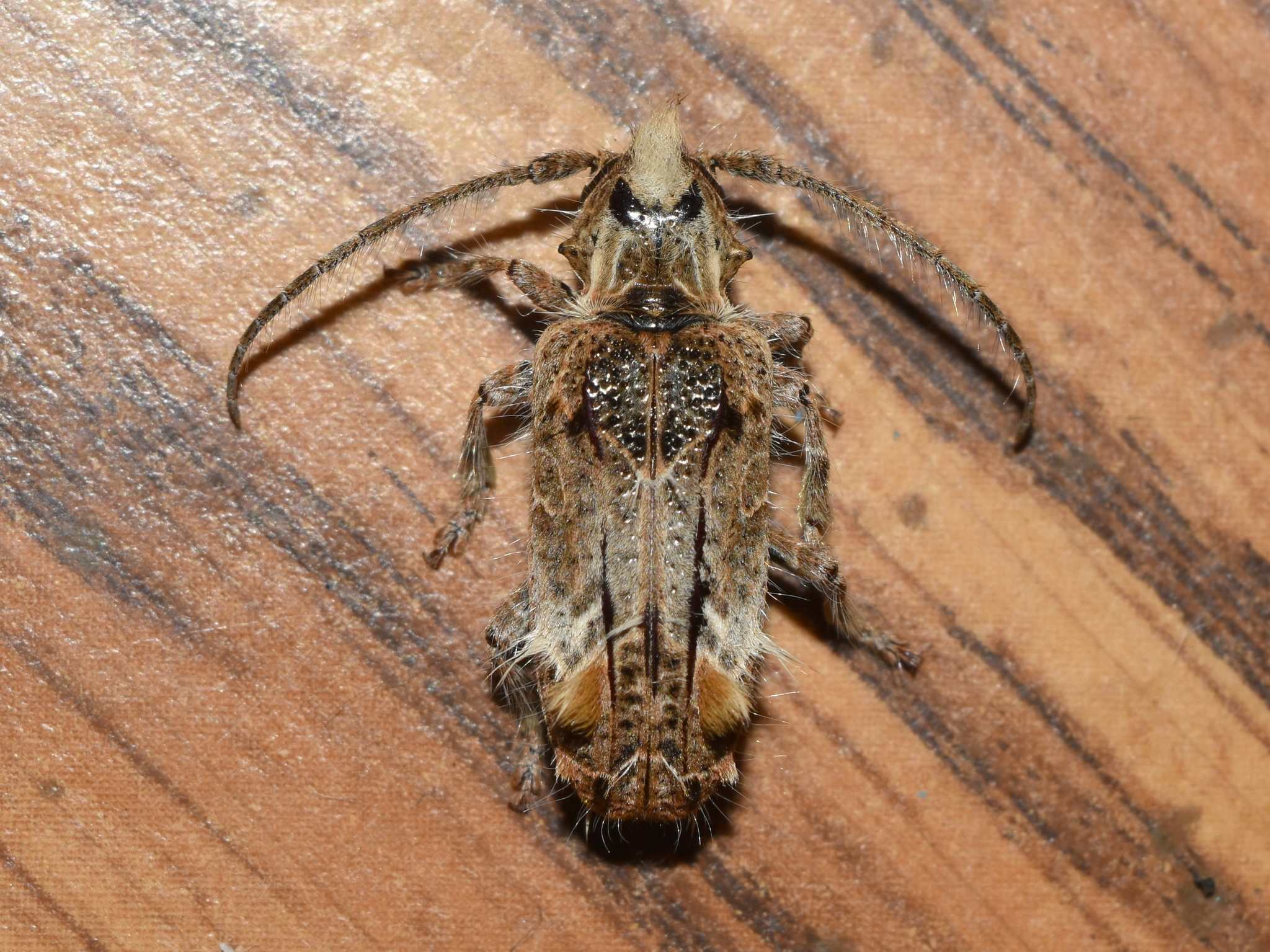 Desmiphora hirticollis