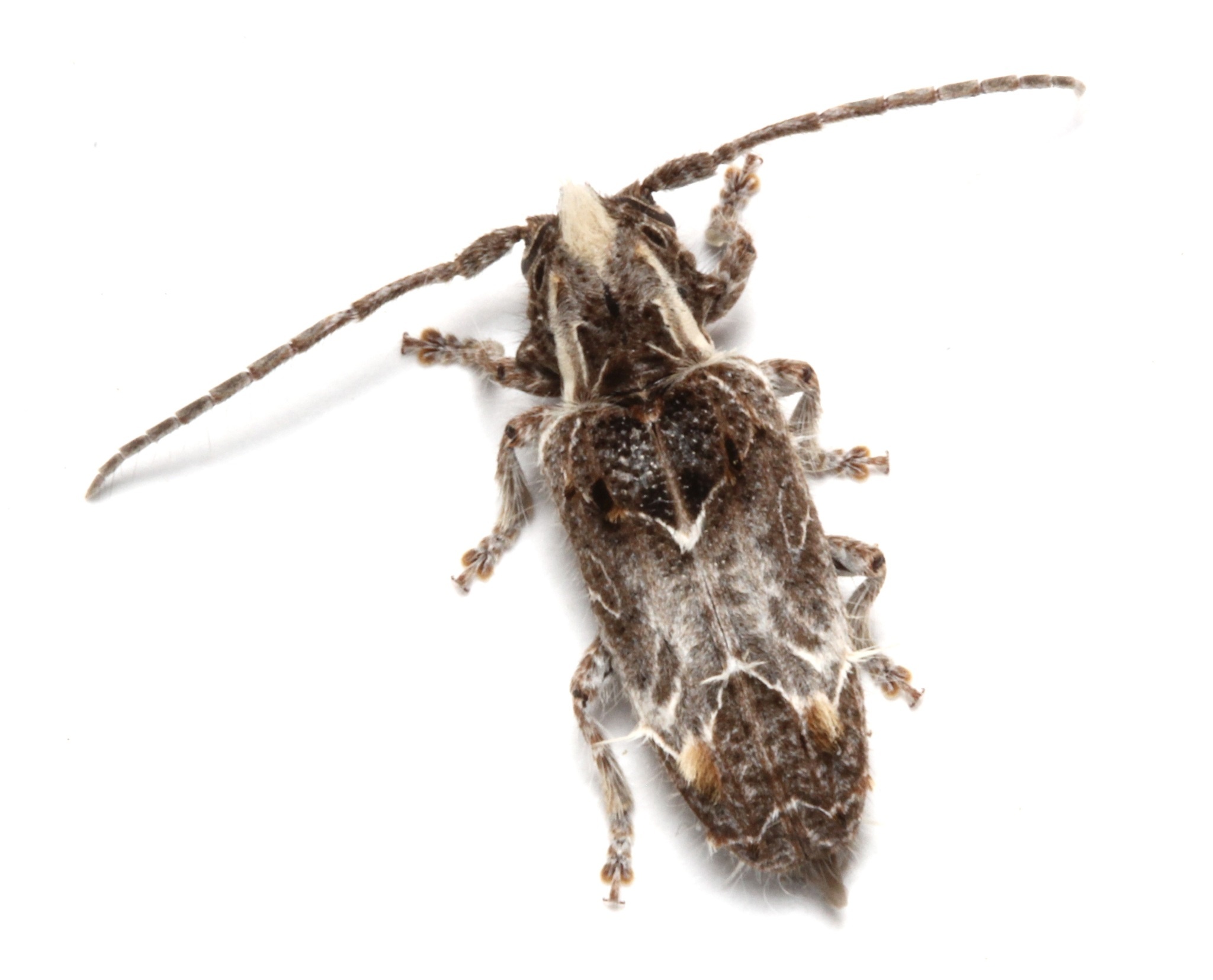Desmiphora hirticollis