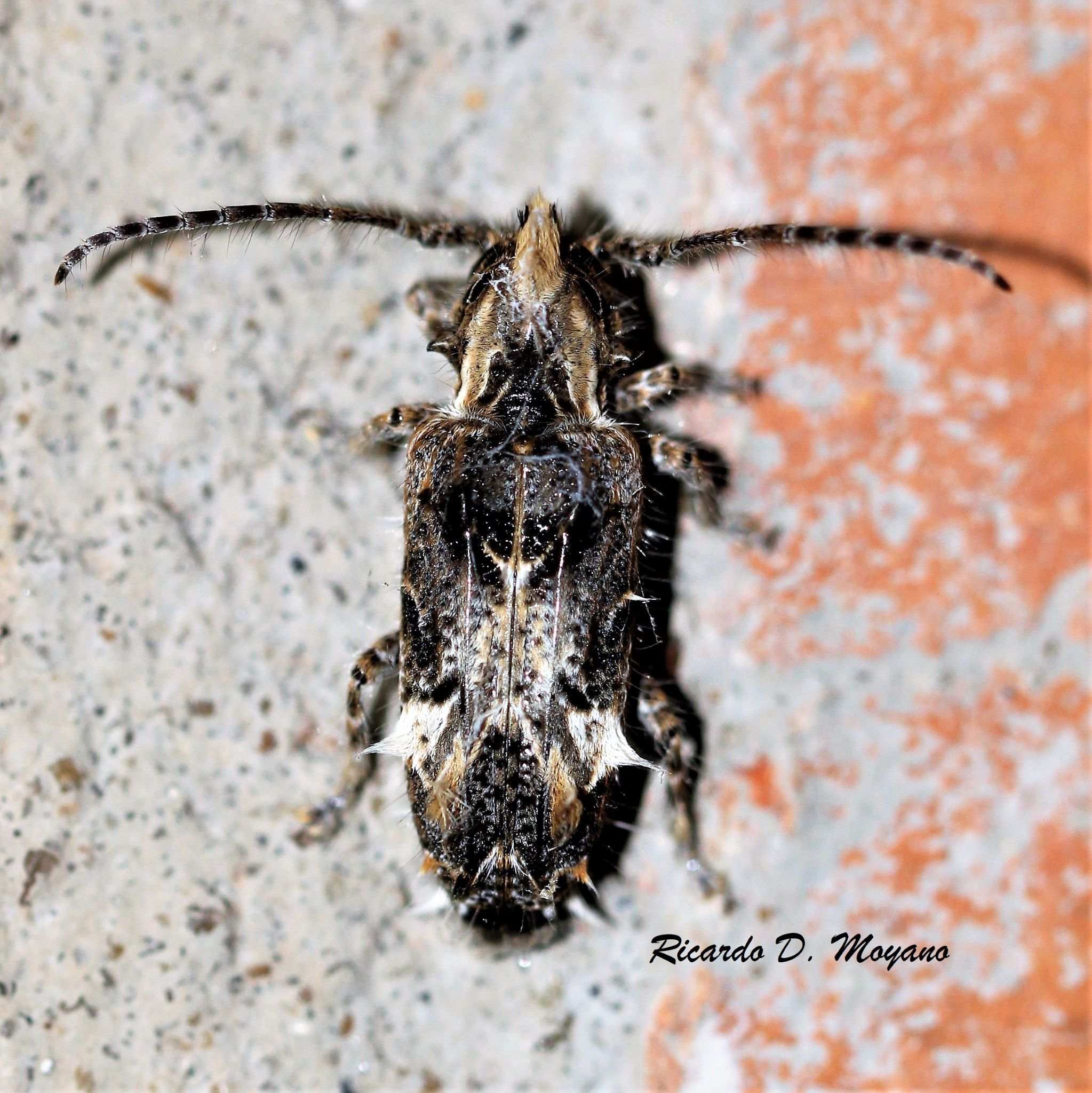 Desmiphora hirticollis
