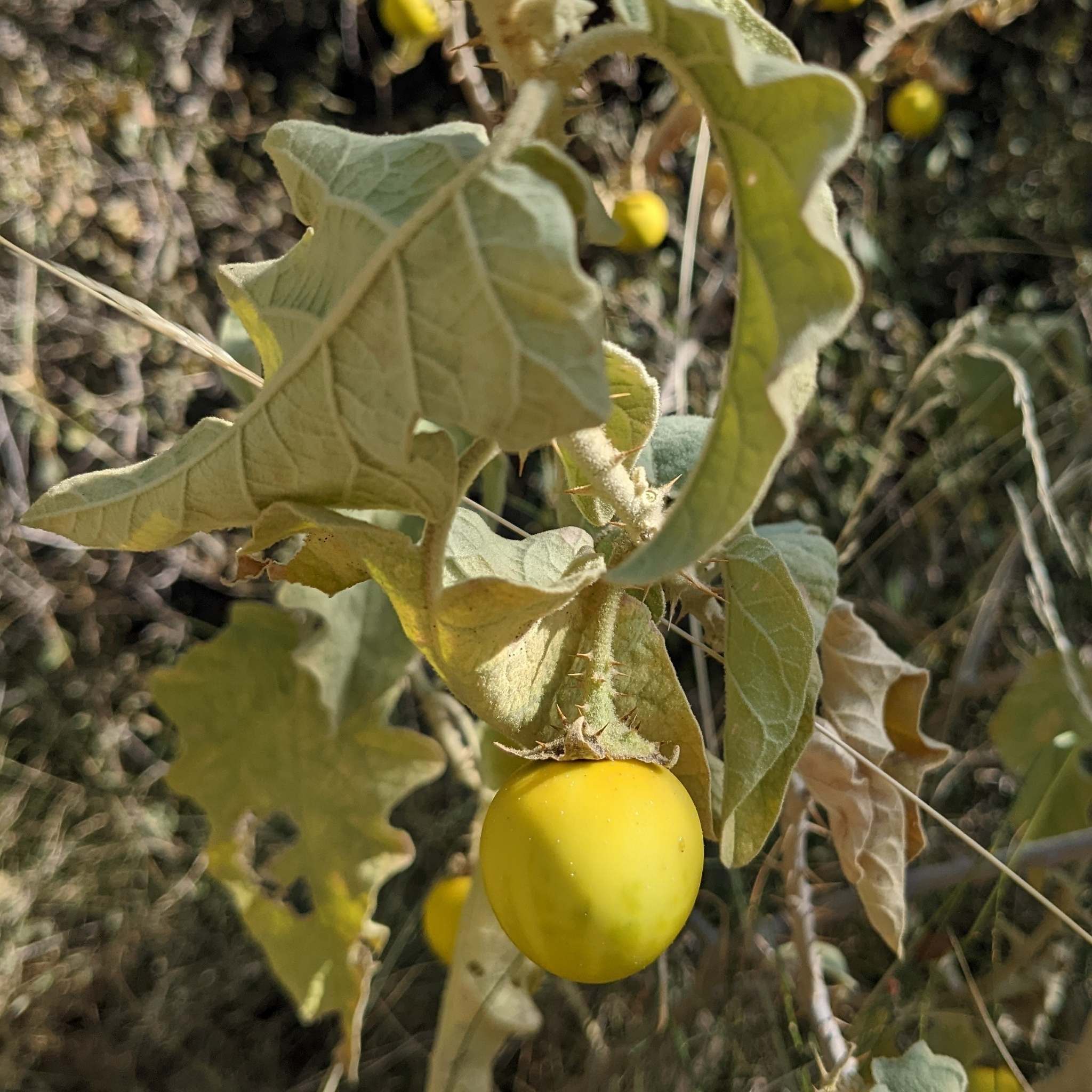 Solanum incanum