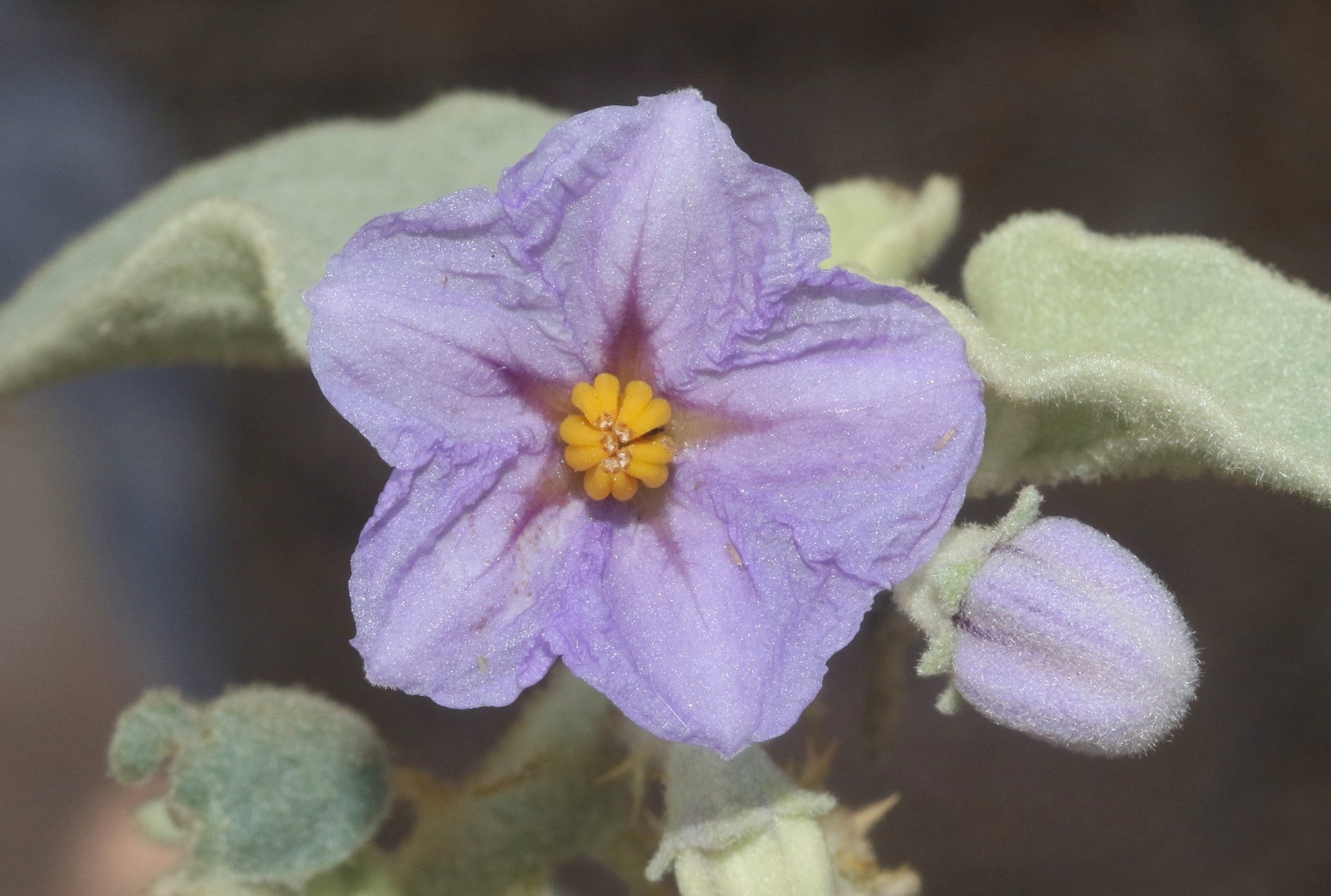 Solanum incanum
