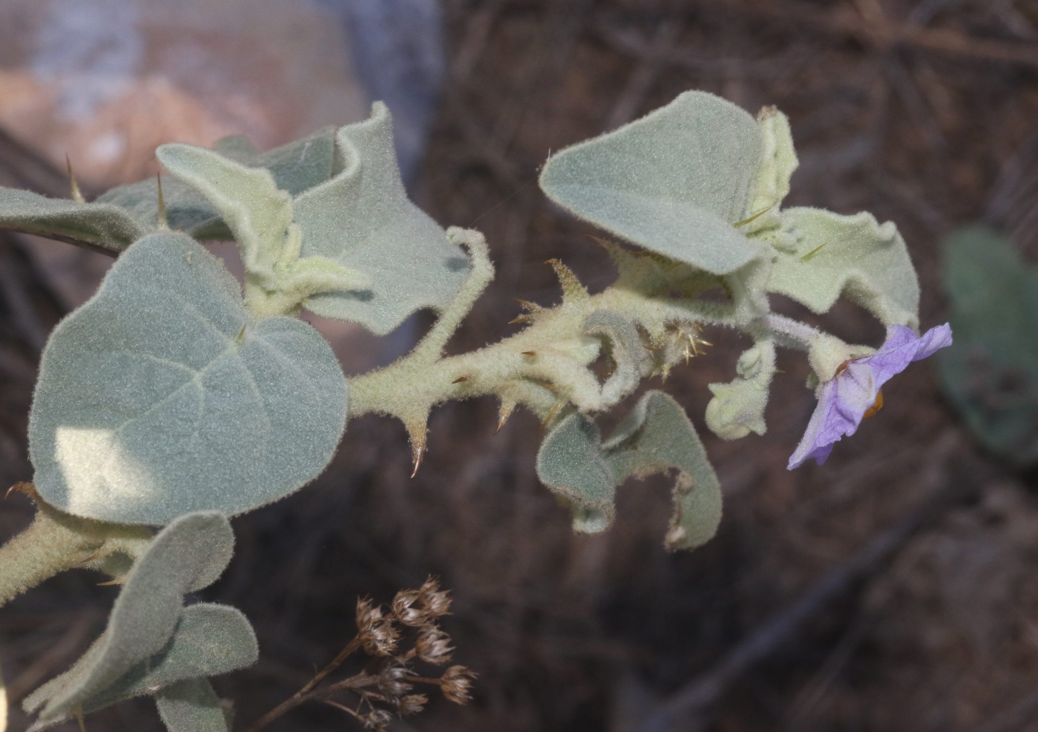 Solanum incanum