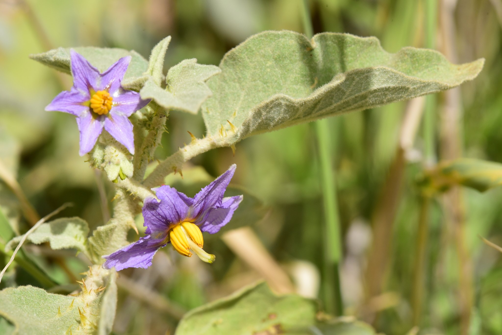 Solanum incanum