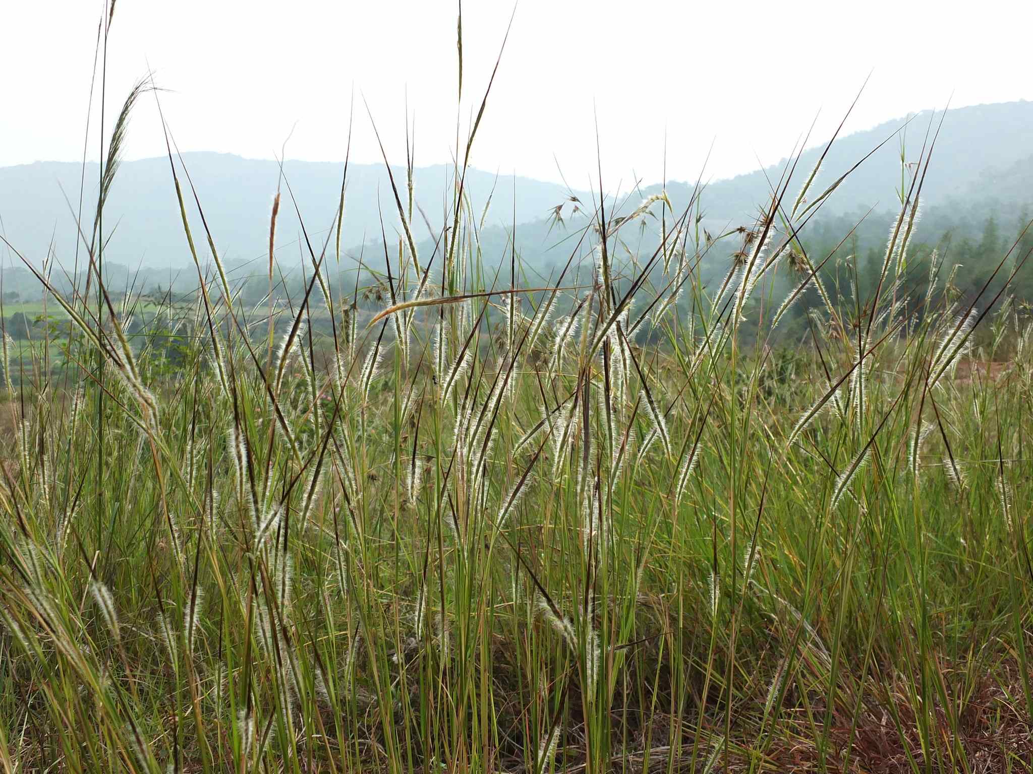 Heteropogon contortus