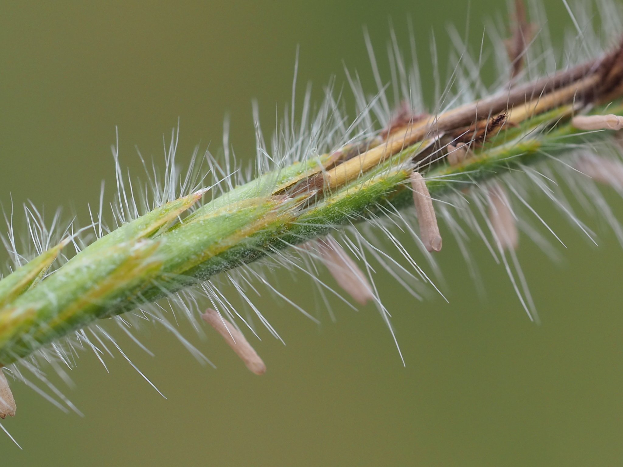 Heteropogon contortus