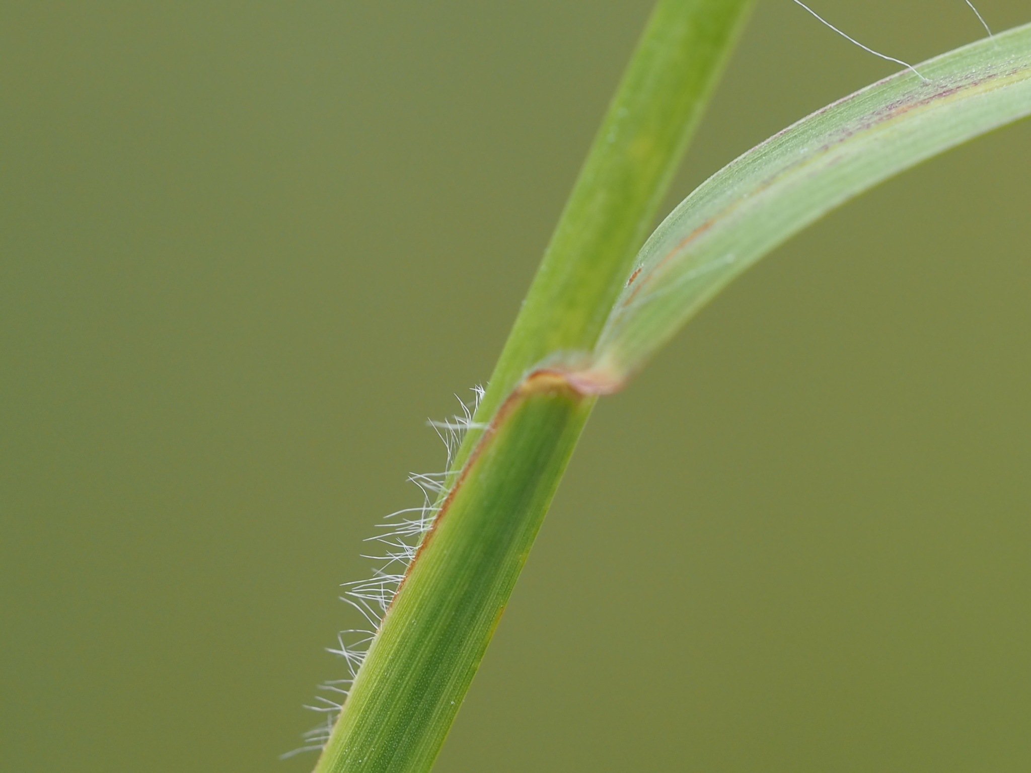 Heteropogon contortus