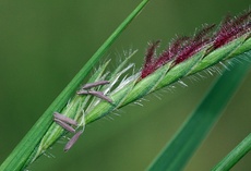 Heteropogon contortus