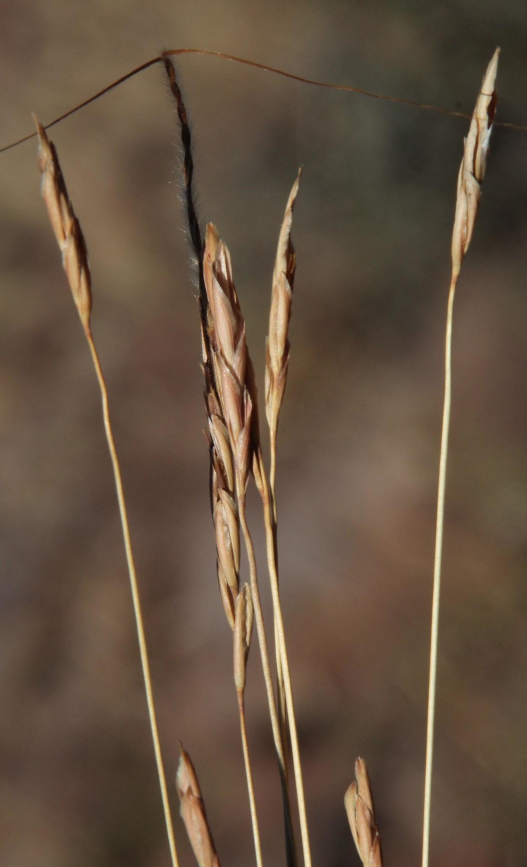Heteropogon contortus
