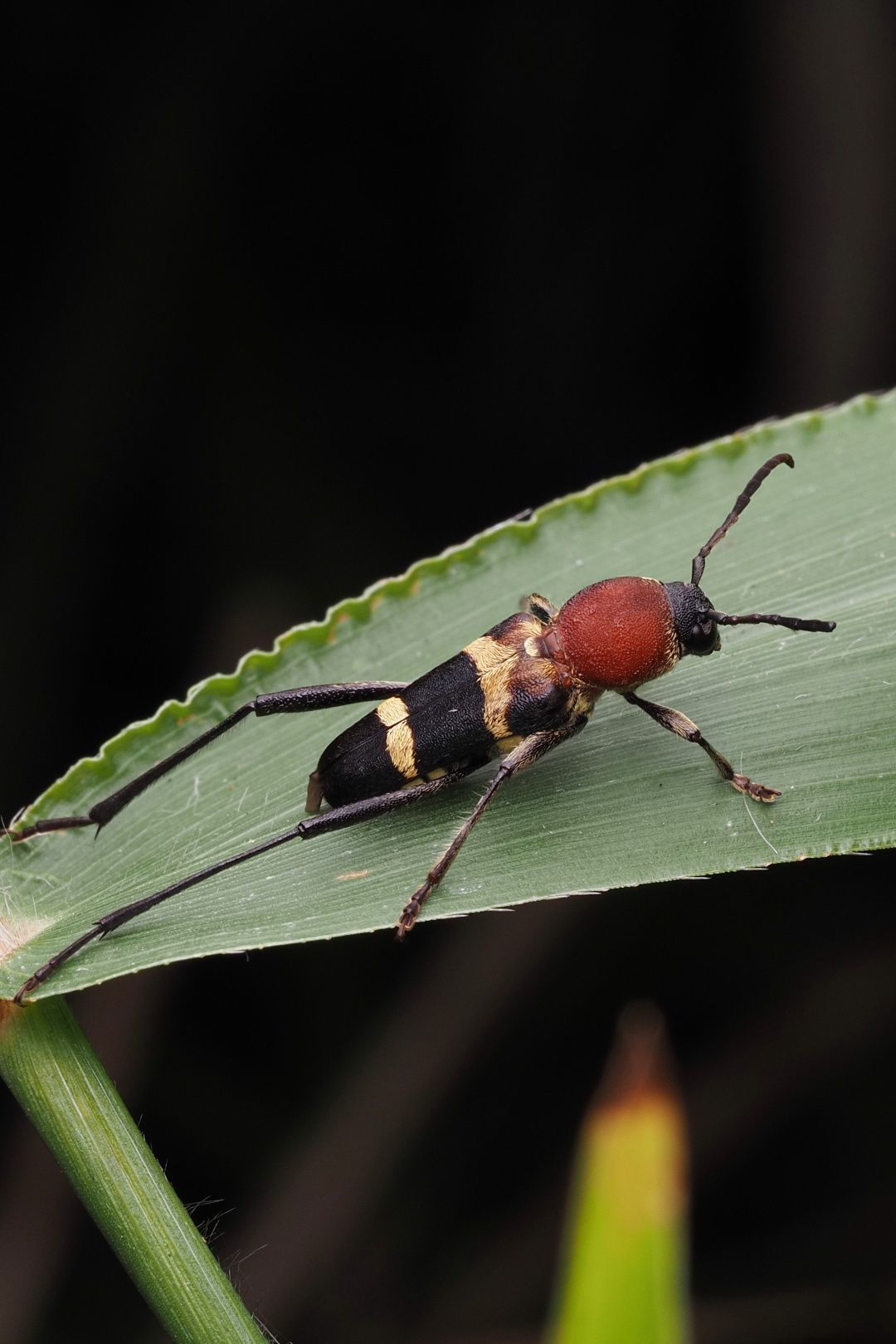 Xylotrechus pyrrhoderus