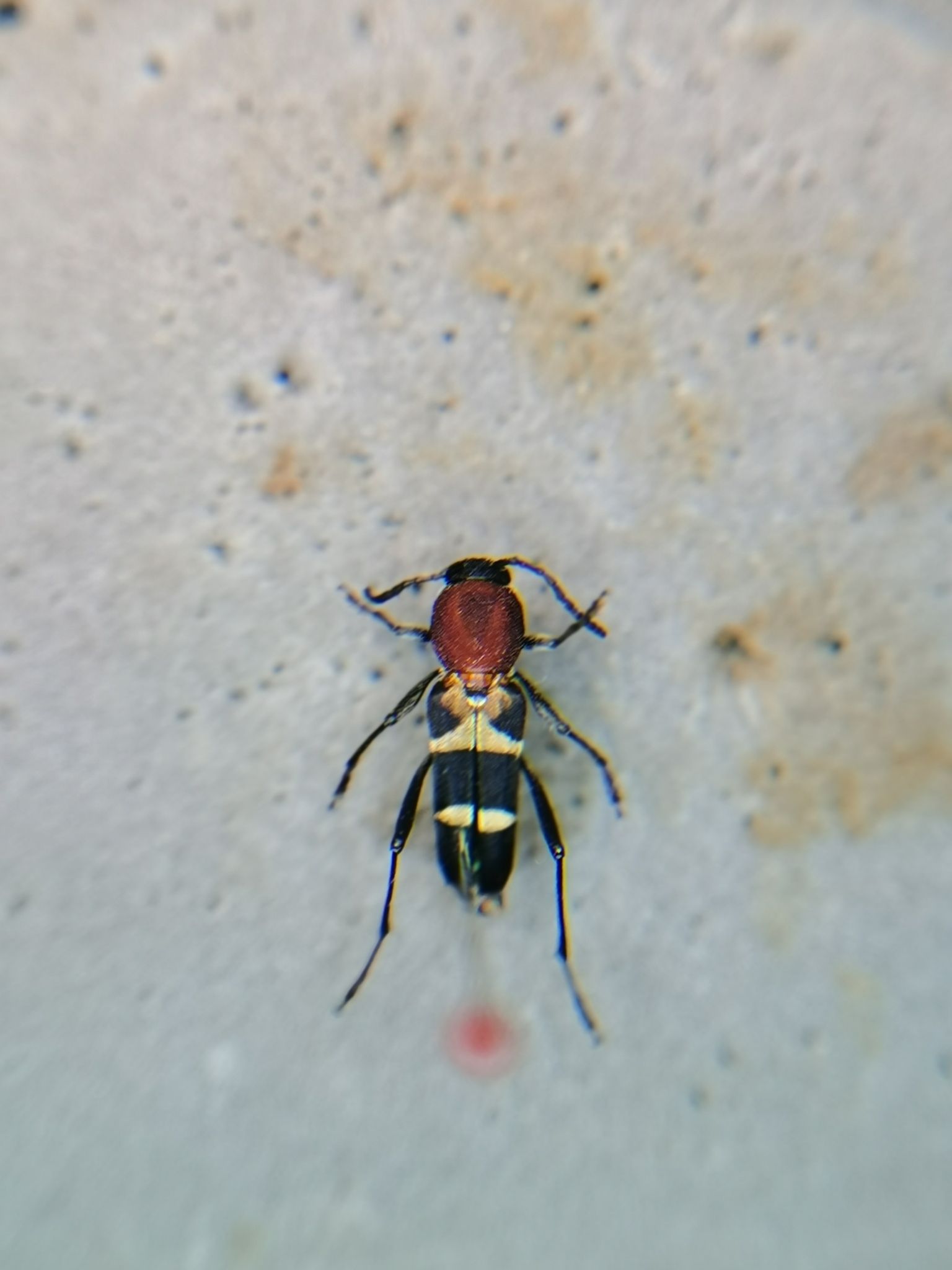 Xylotrechus pyrrhoderus