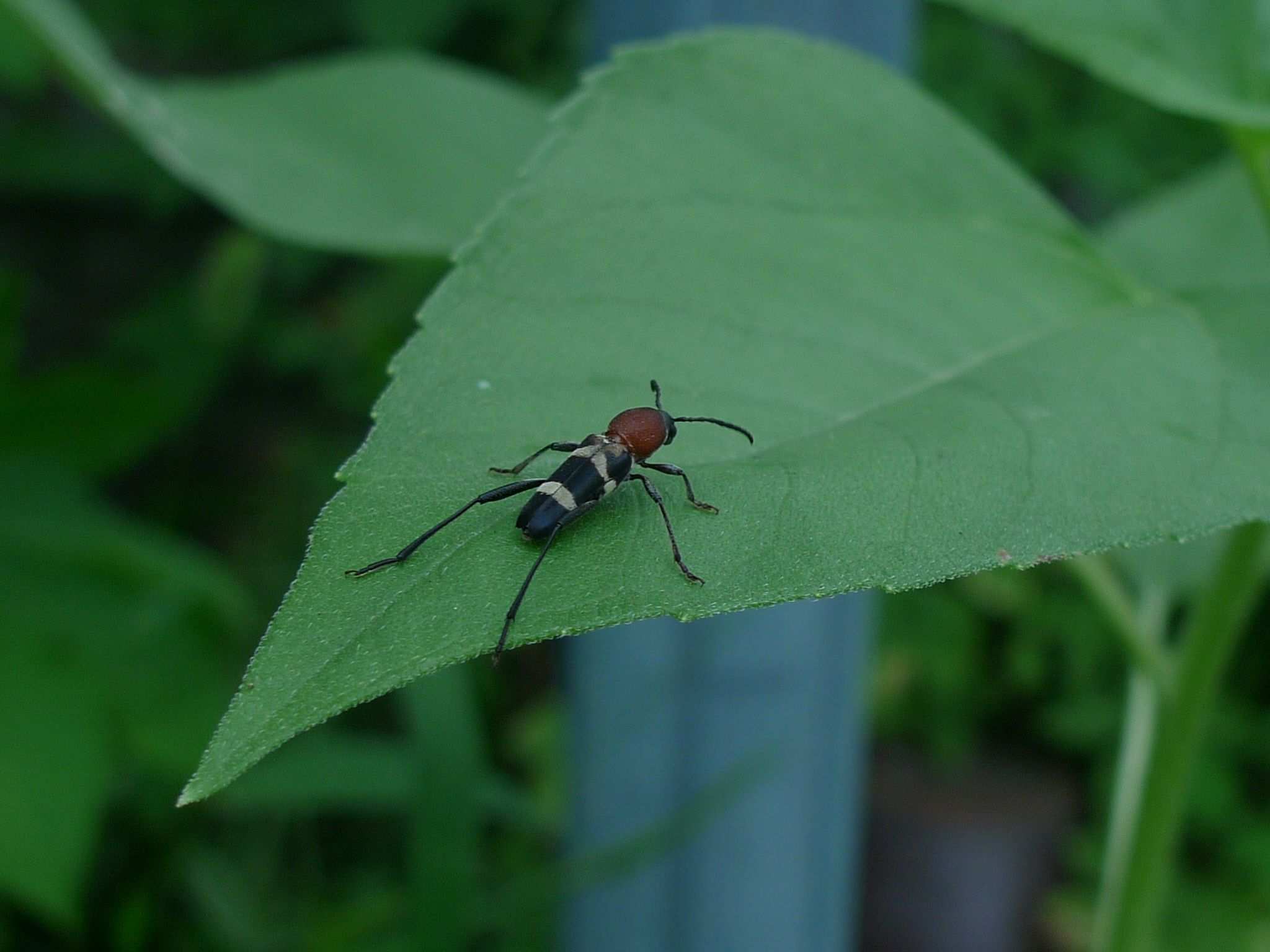 Xylotrechus pyrrhoderus