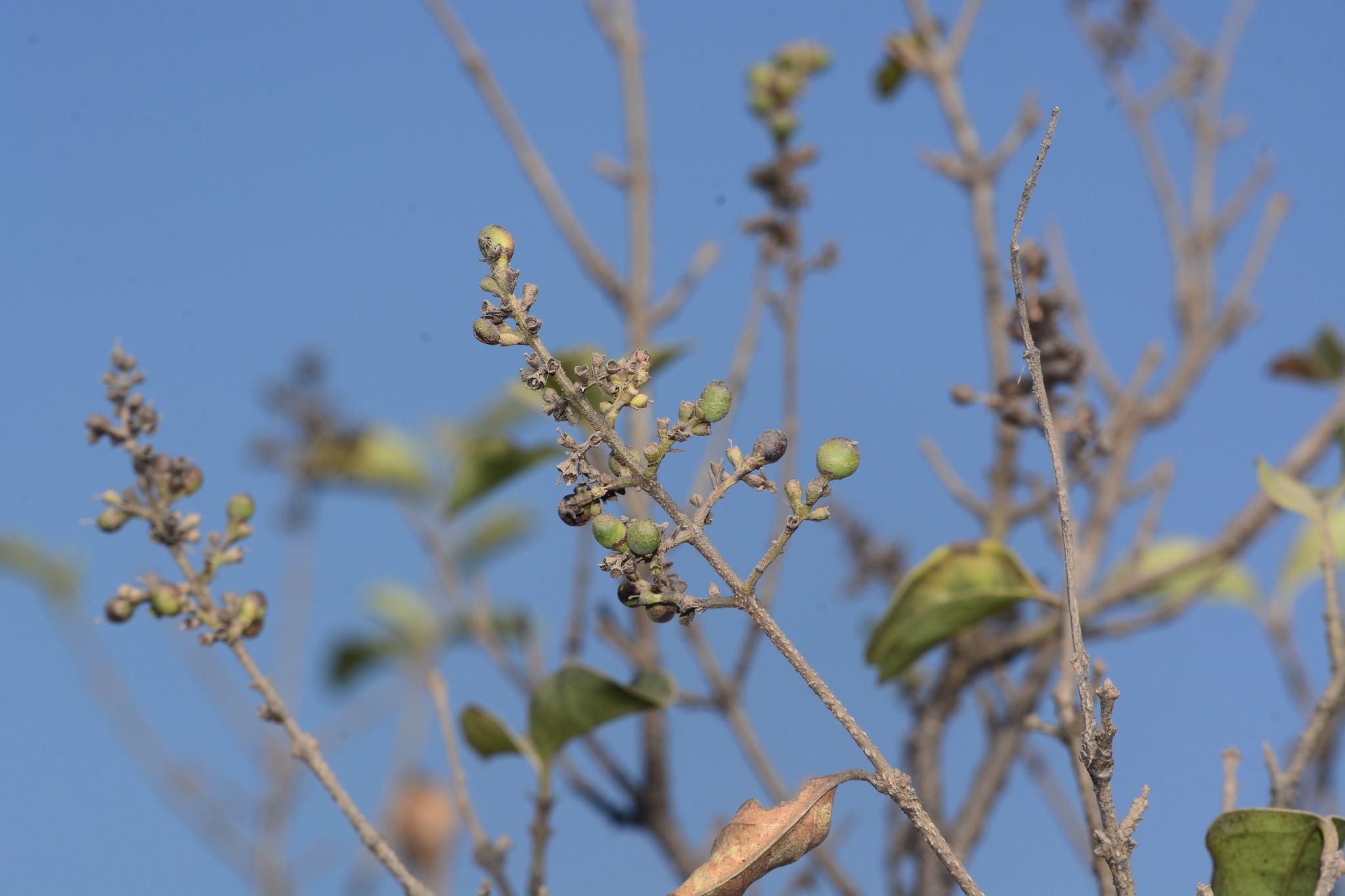 Ligustrum robustum