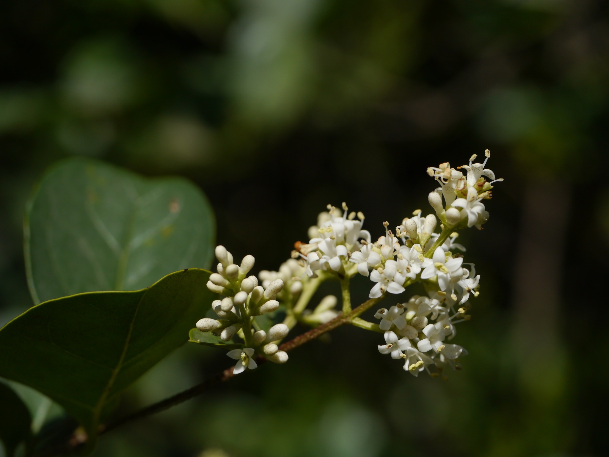 Ligustrum robustum