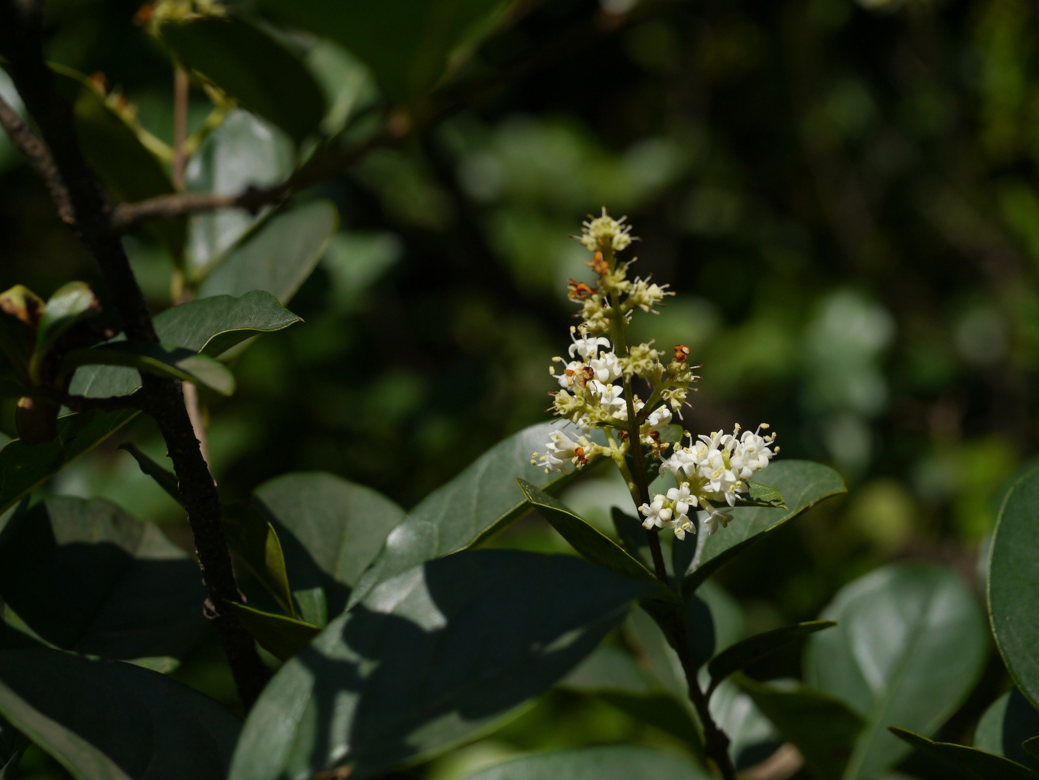 Ligustrum robustum