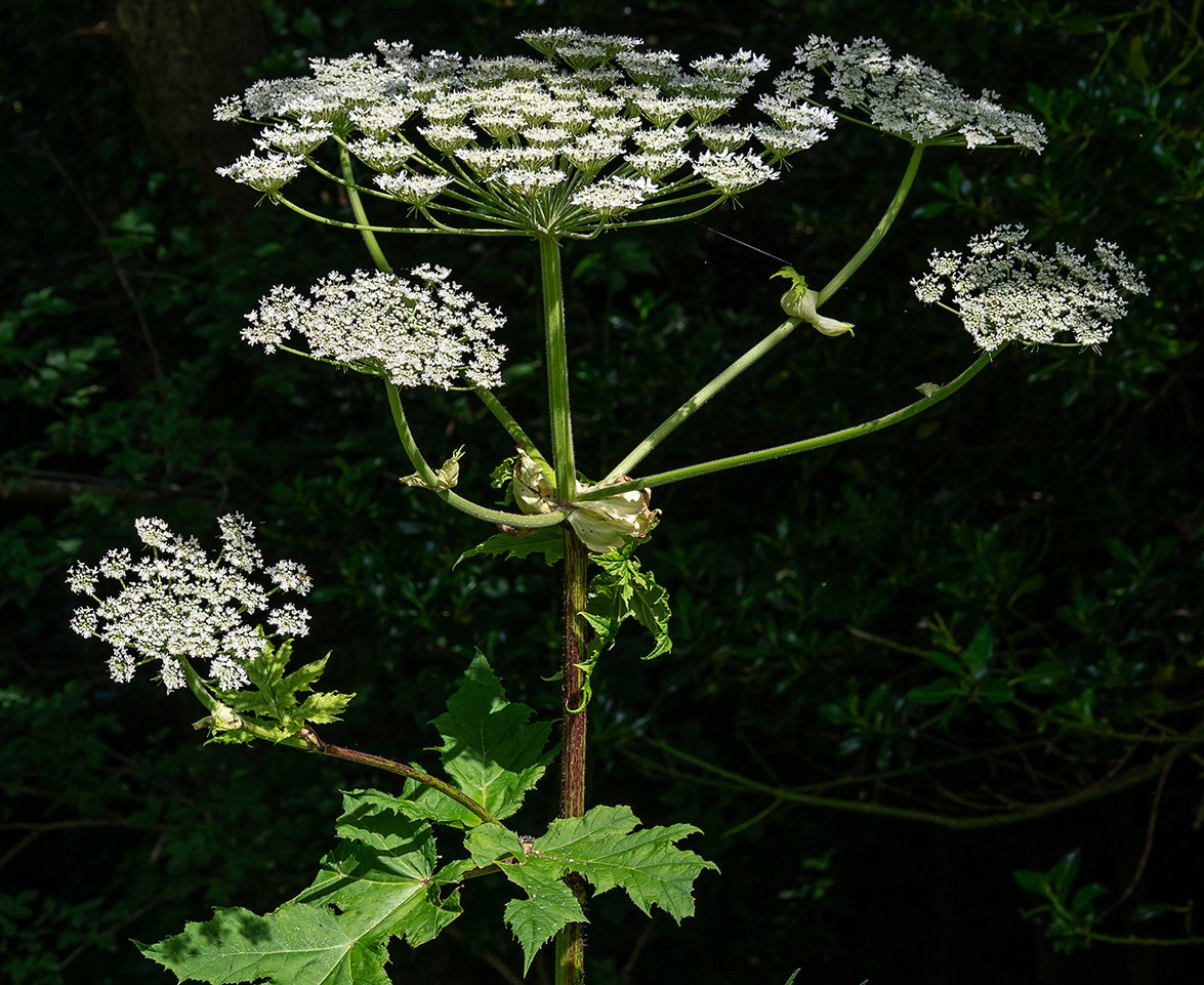 Heracleum mantegazzianum