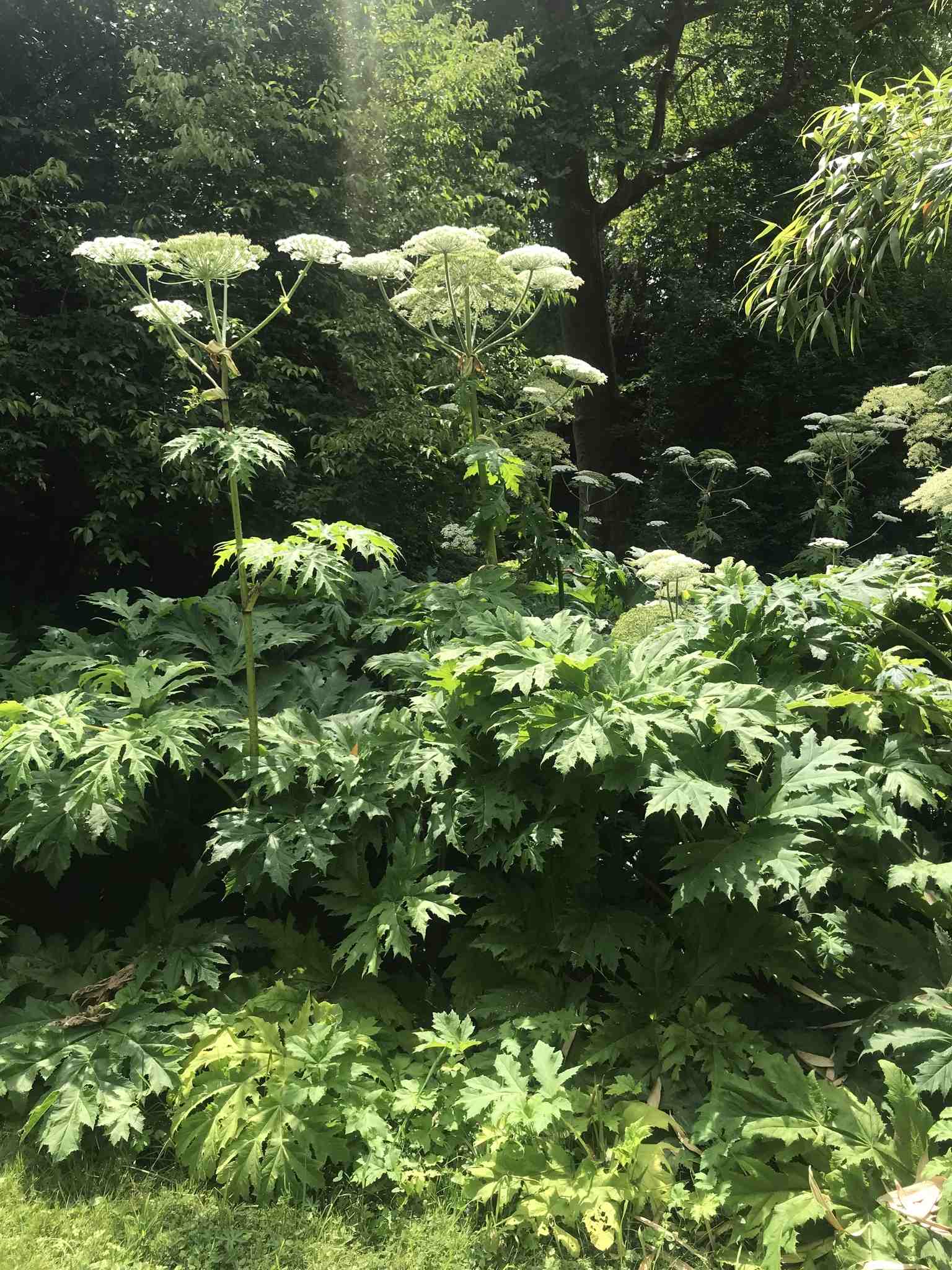 Heracleum mantegazzianum