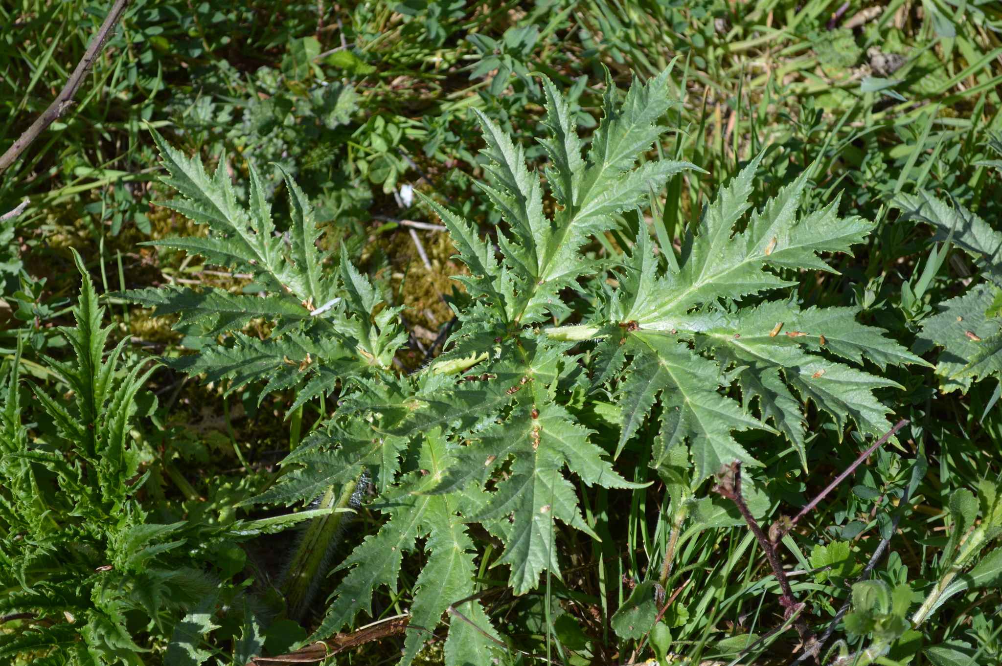 Heracleum mantegazzianum