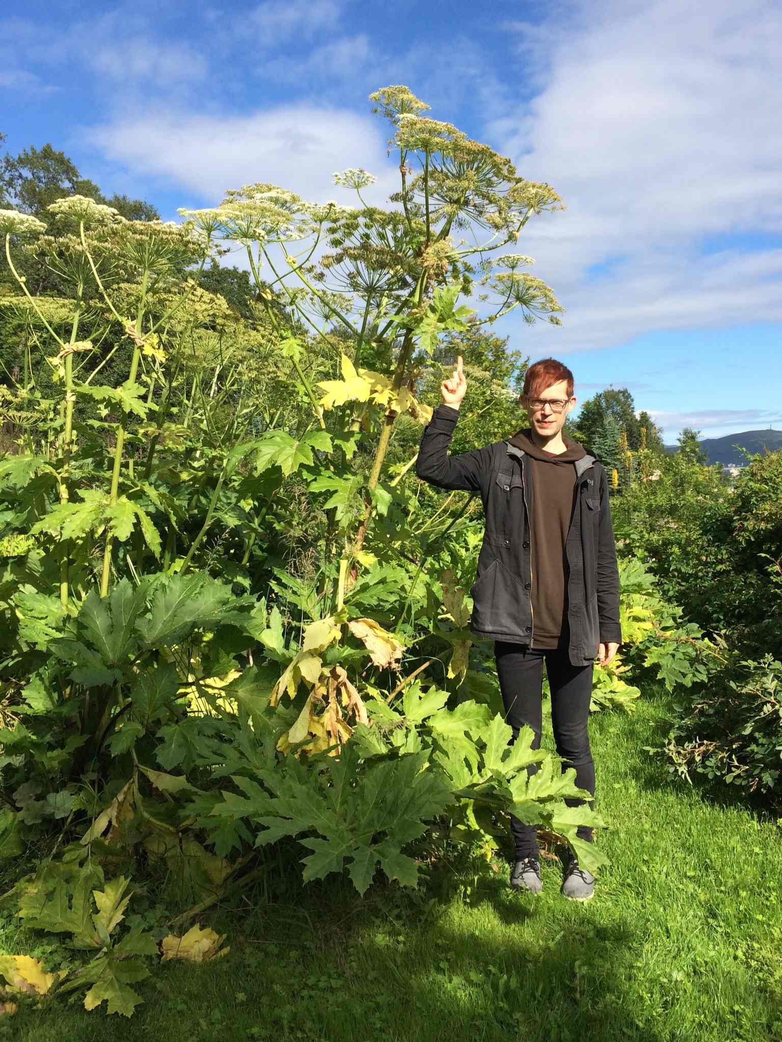 Heracleum mantegazzianum