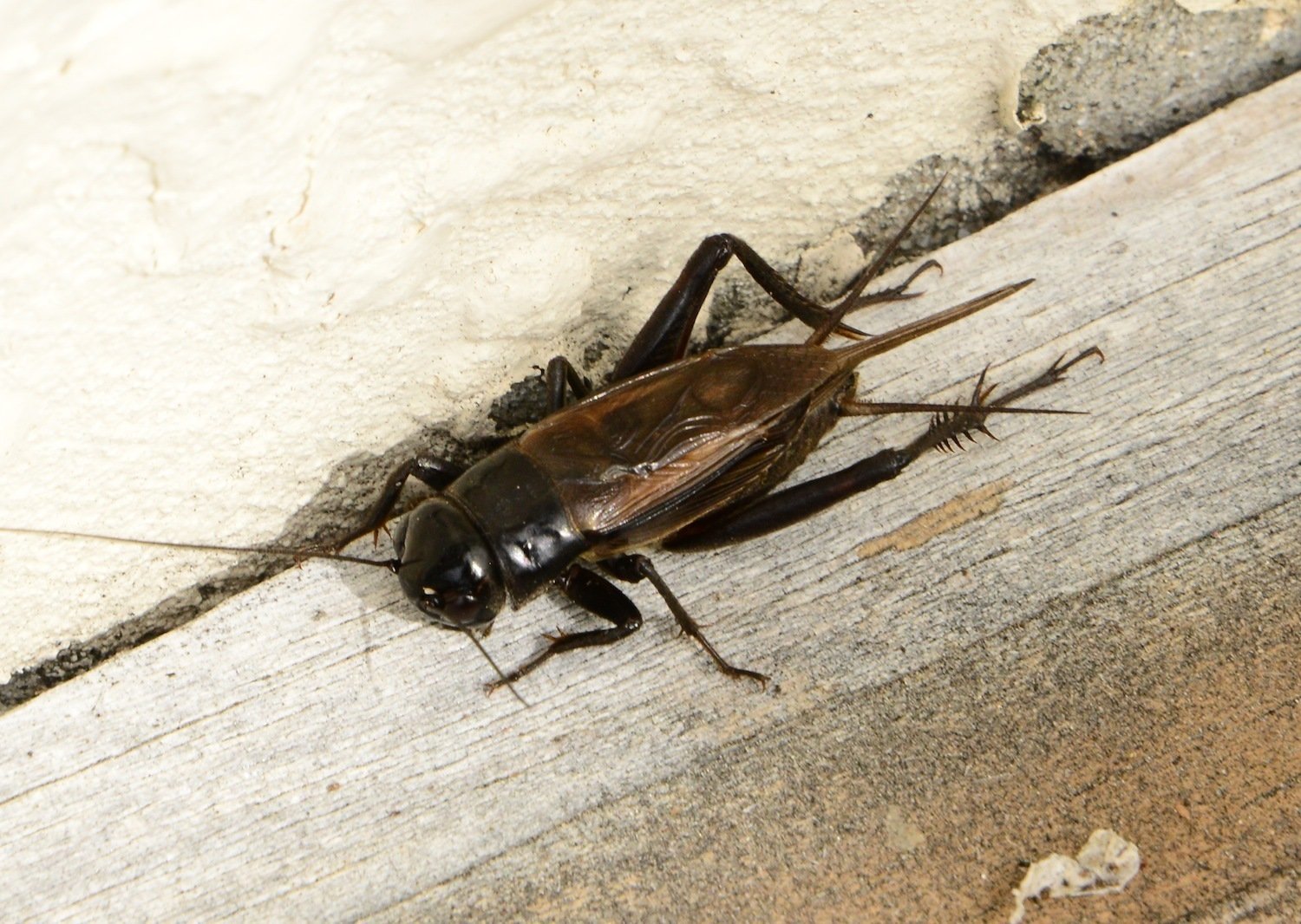Teleogryllus commodus