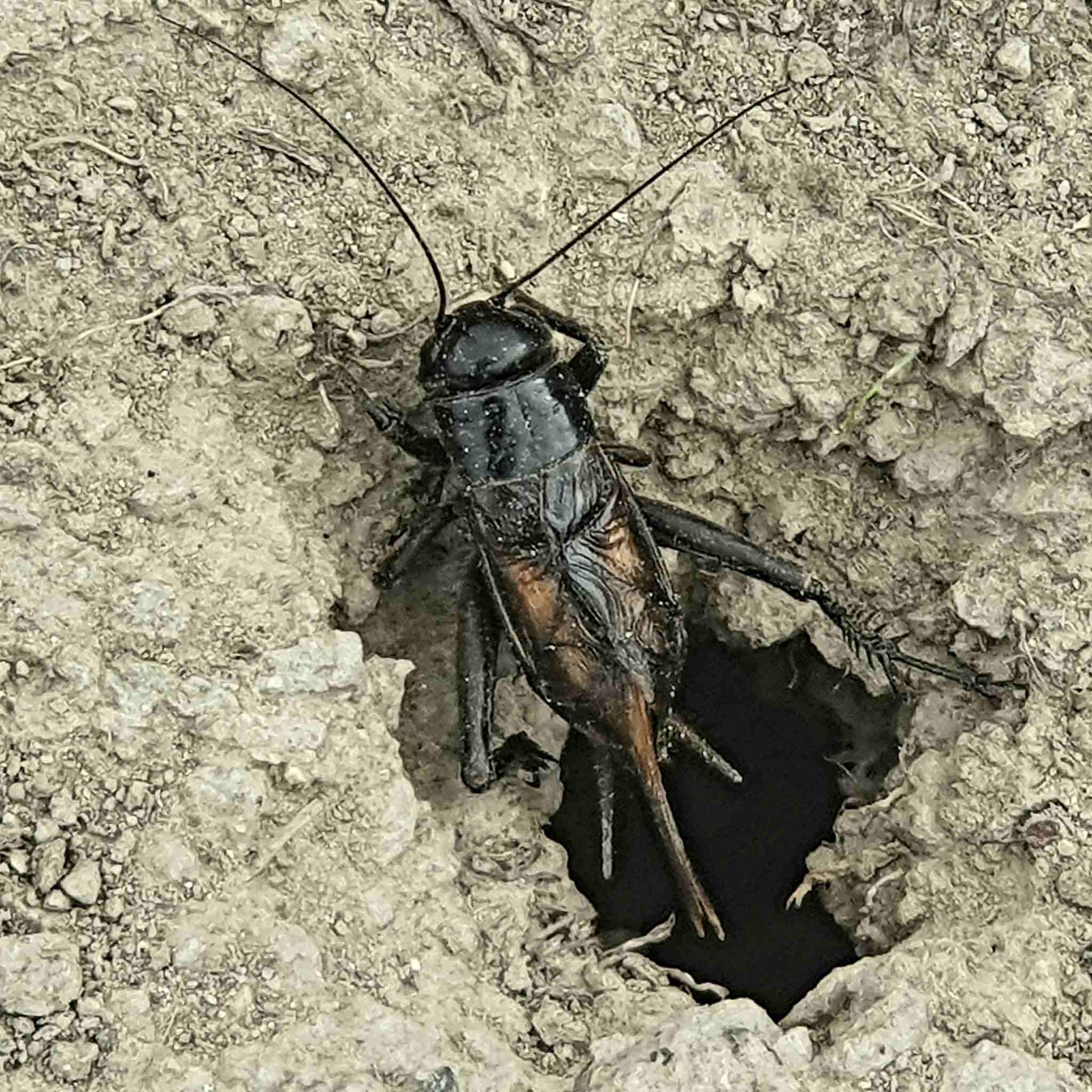 Teleogryllus commodus