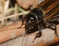 Teleogryllus commodus