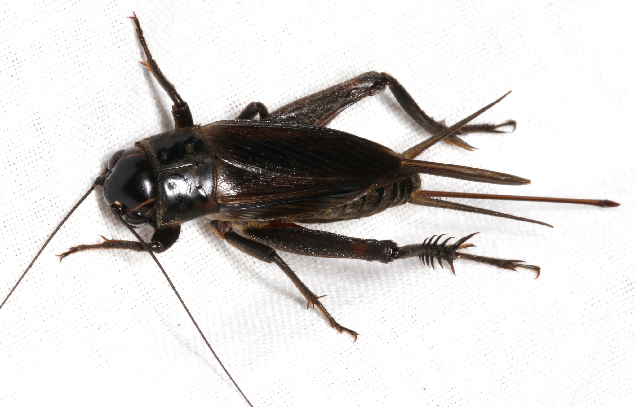 Teleogryllus commodus