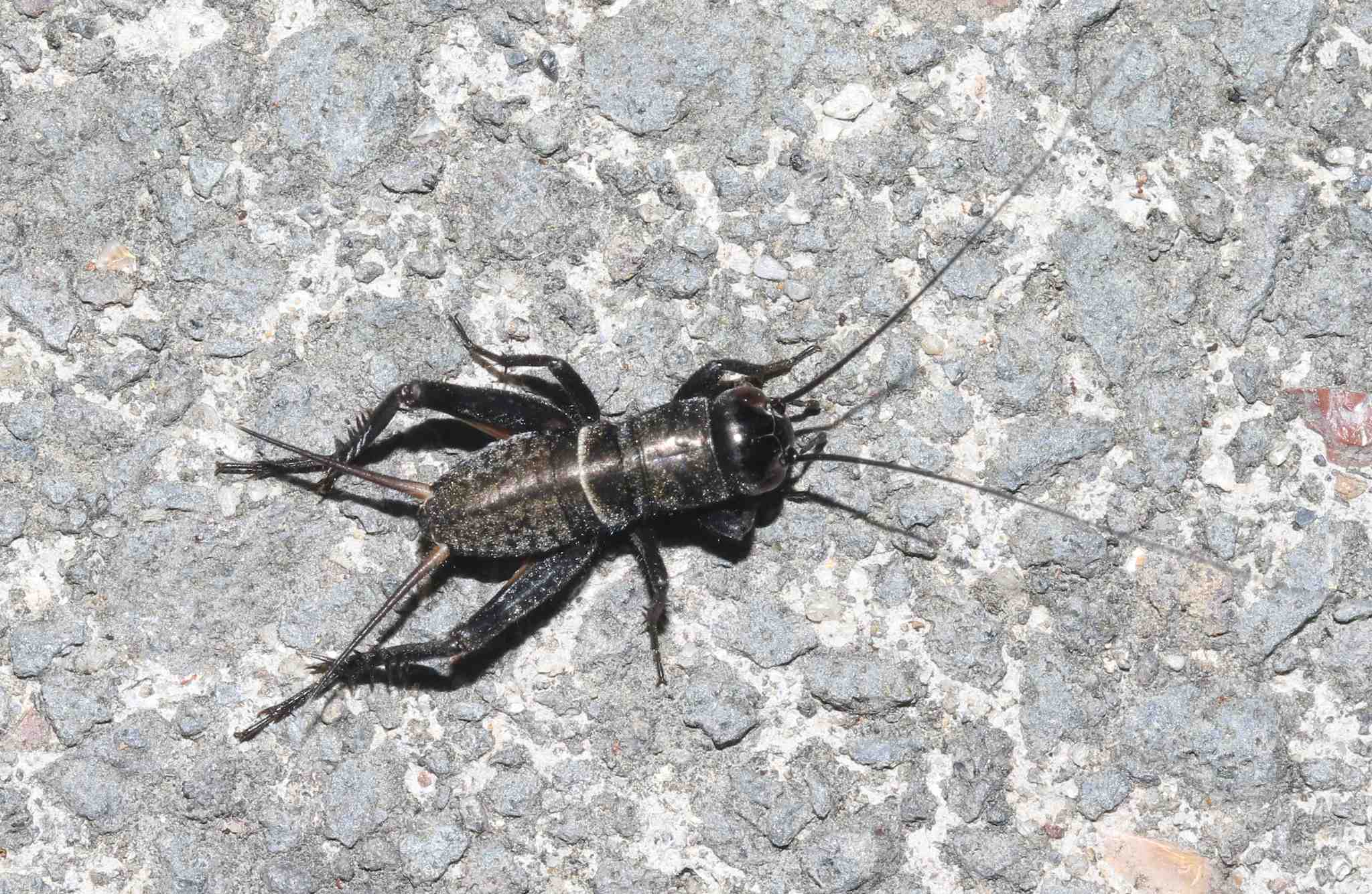 Teleogryllus commodus