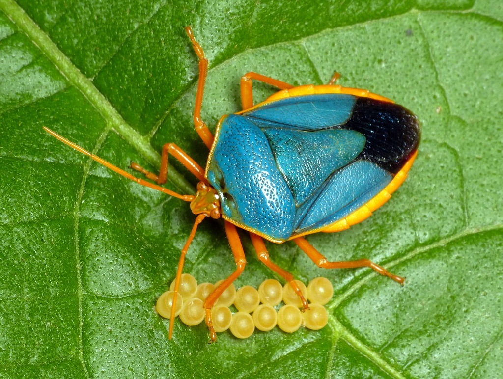 Edessa rufomarginata