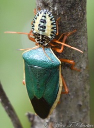 Edessa rufomarginata