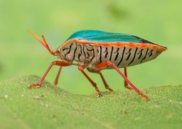 Edessa rufomarginata