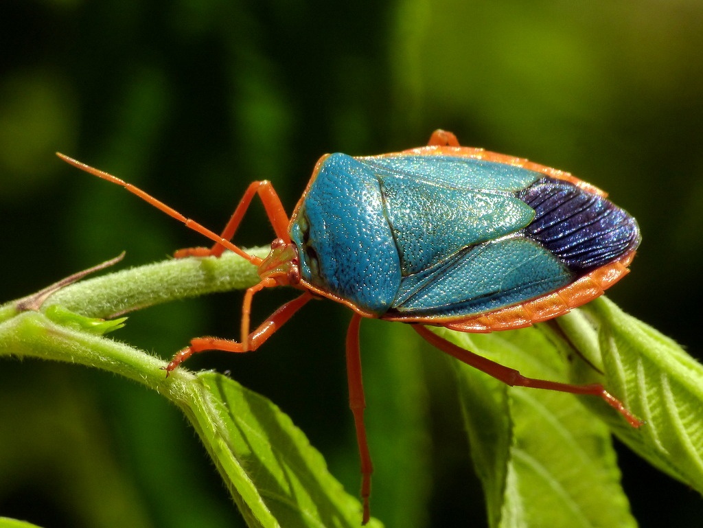 Edessa rufomarginata