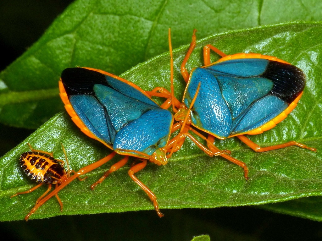 Edessa rufomarginata