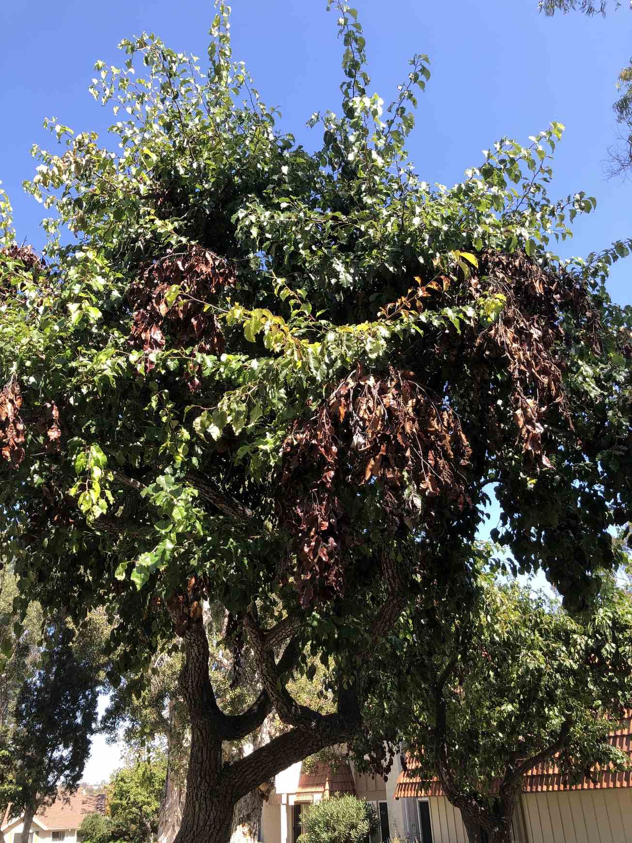 Erwinia amylovora