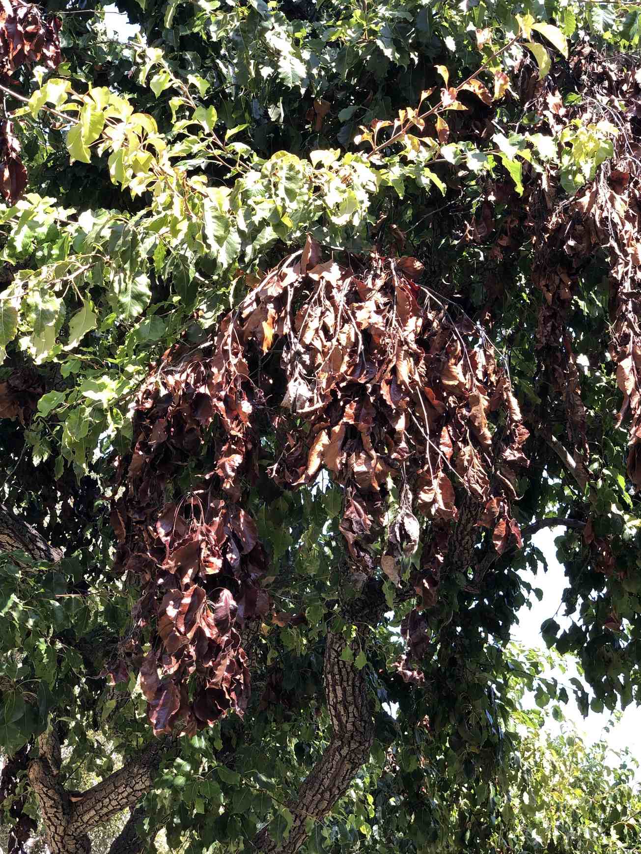 Erwinia amylovora