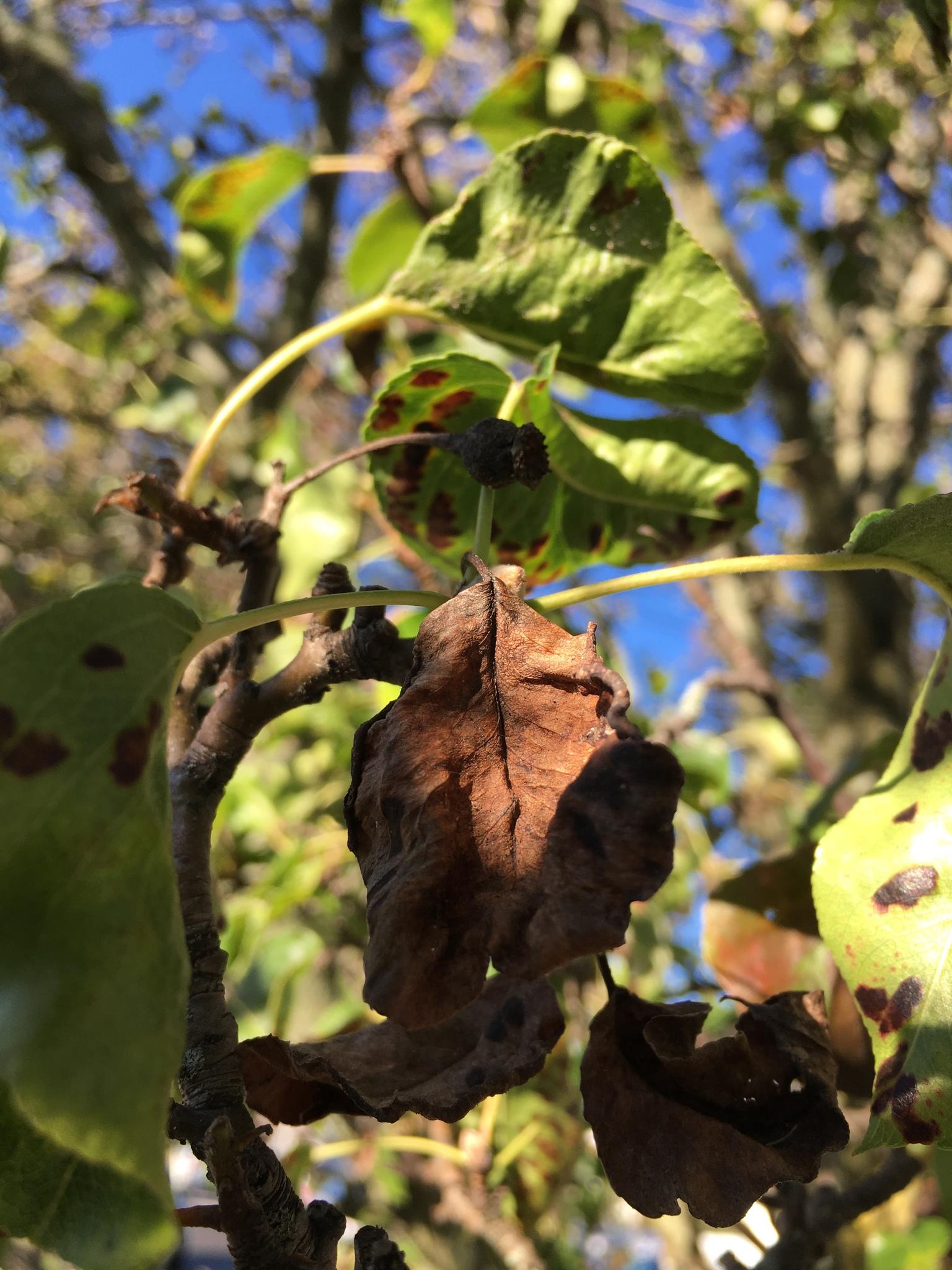 Erwinia amylovora