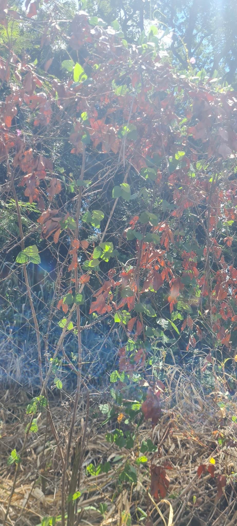 Erwinia amylovora