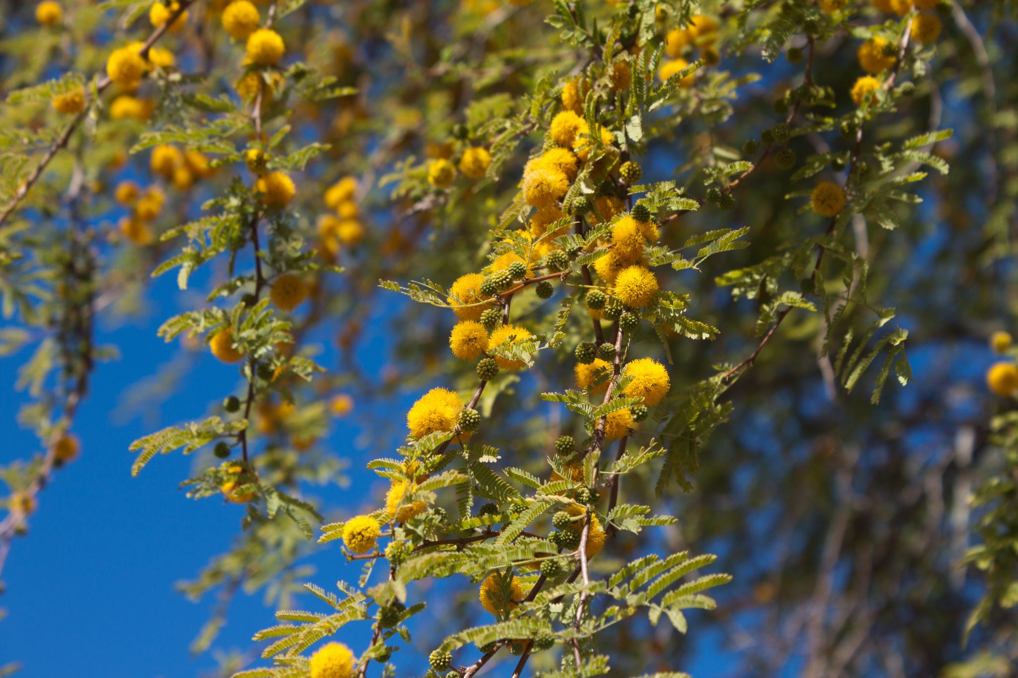 Vachellia farnesiana