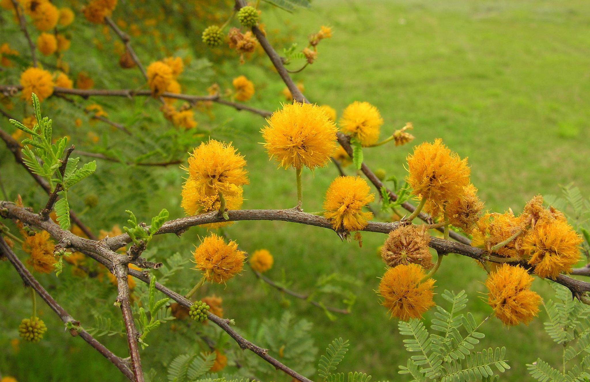Vachellia farnesiana