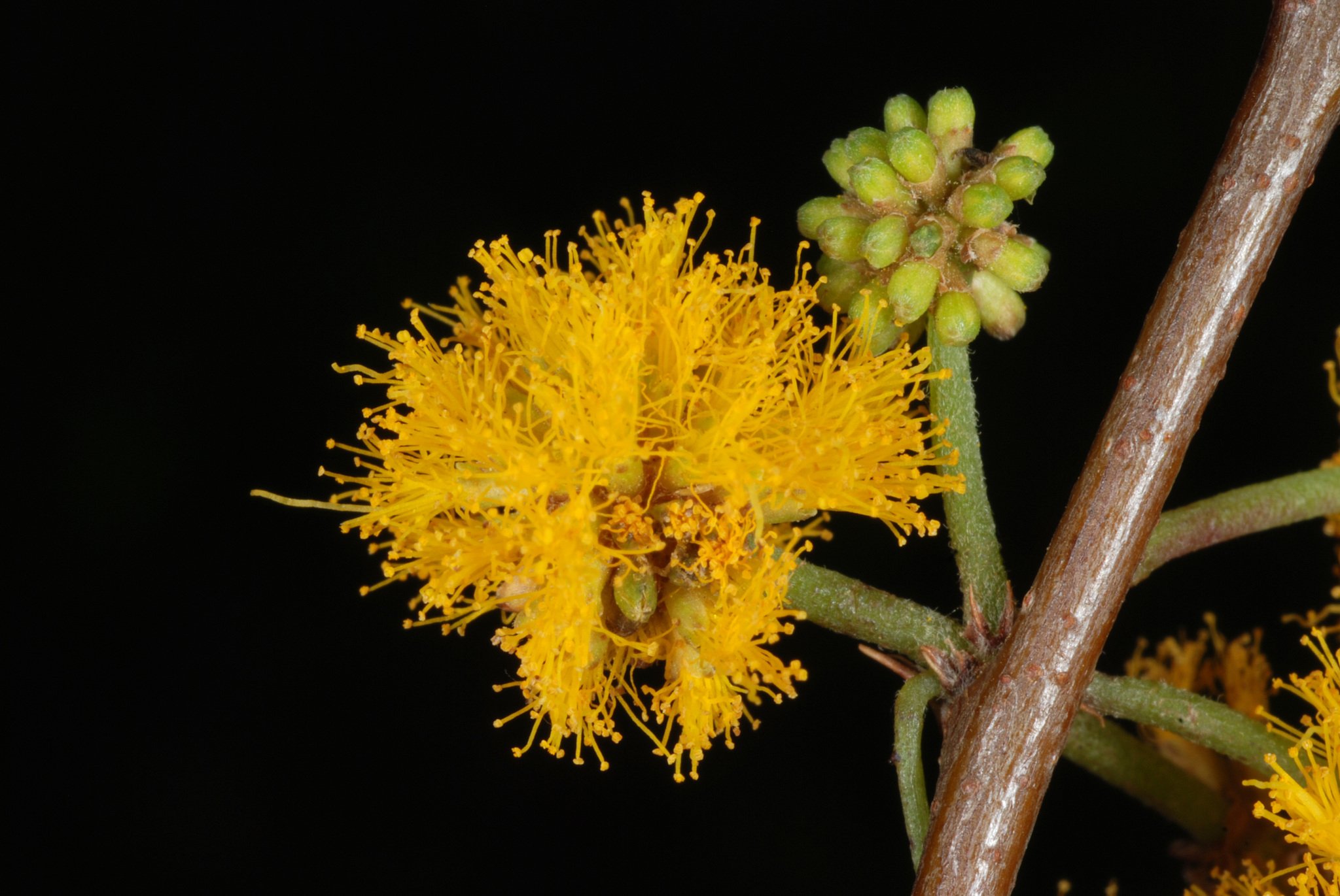 Vachellia farnesiana