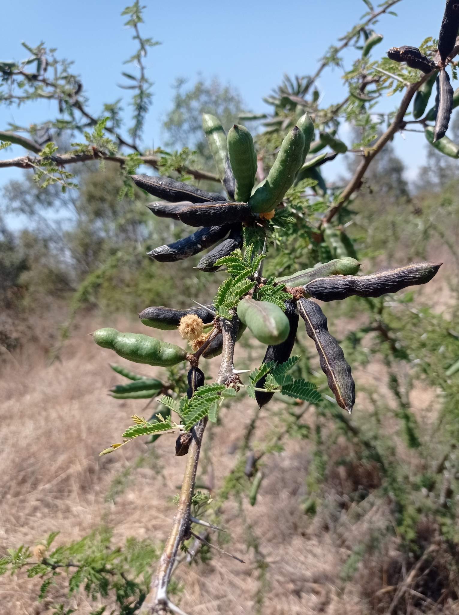 Vachellia farnesiana