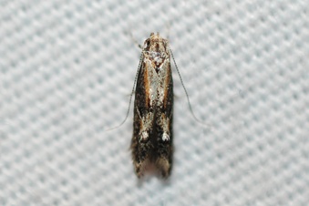 Blastodacna atra