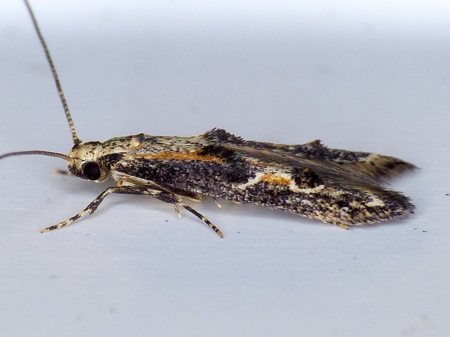 Blastodacna atra