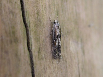Blastodacna atra