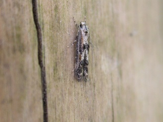 Blastodacna atra