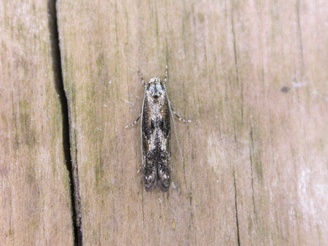 Blastodacna atra