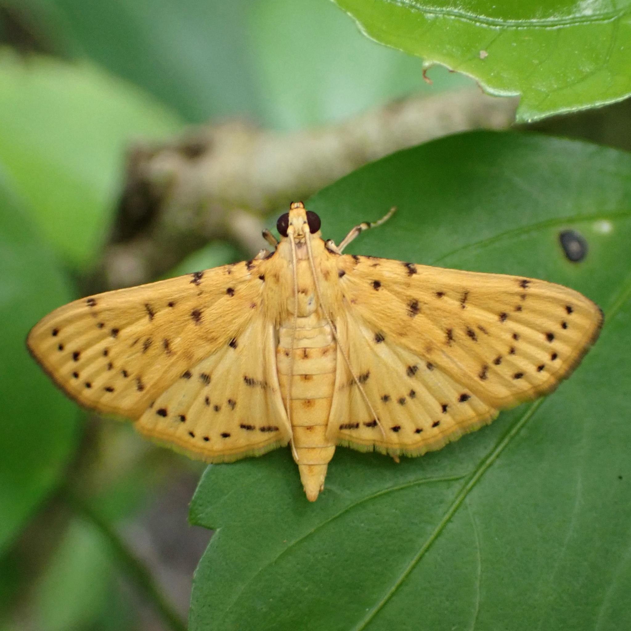 Dichocrocis