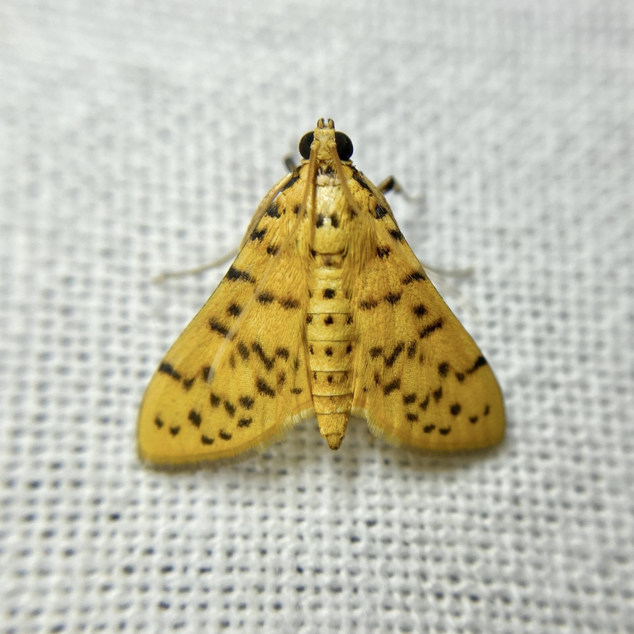 Dichocrocis