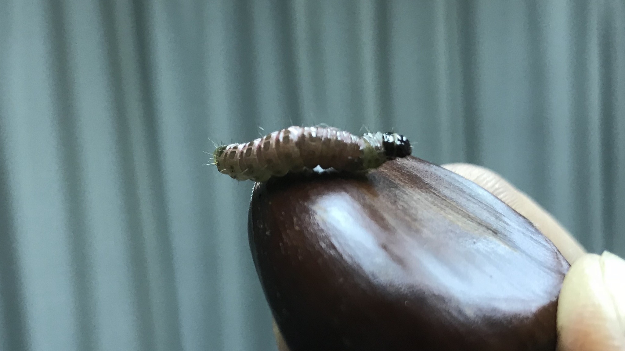 Dichocrocis