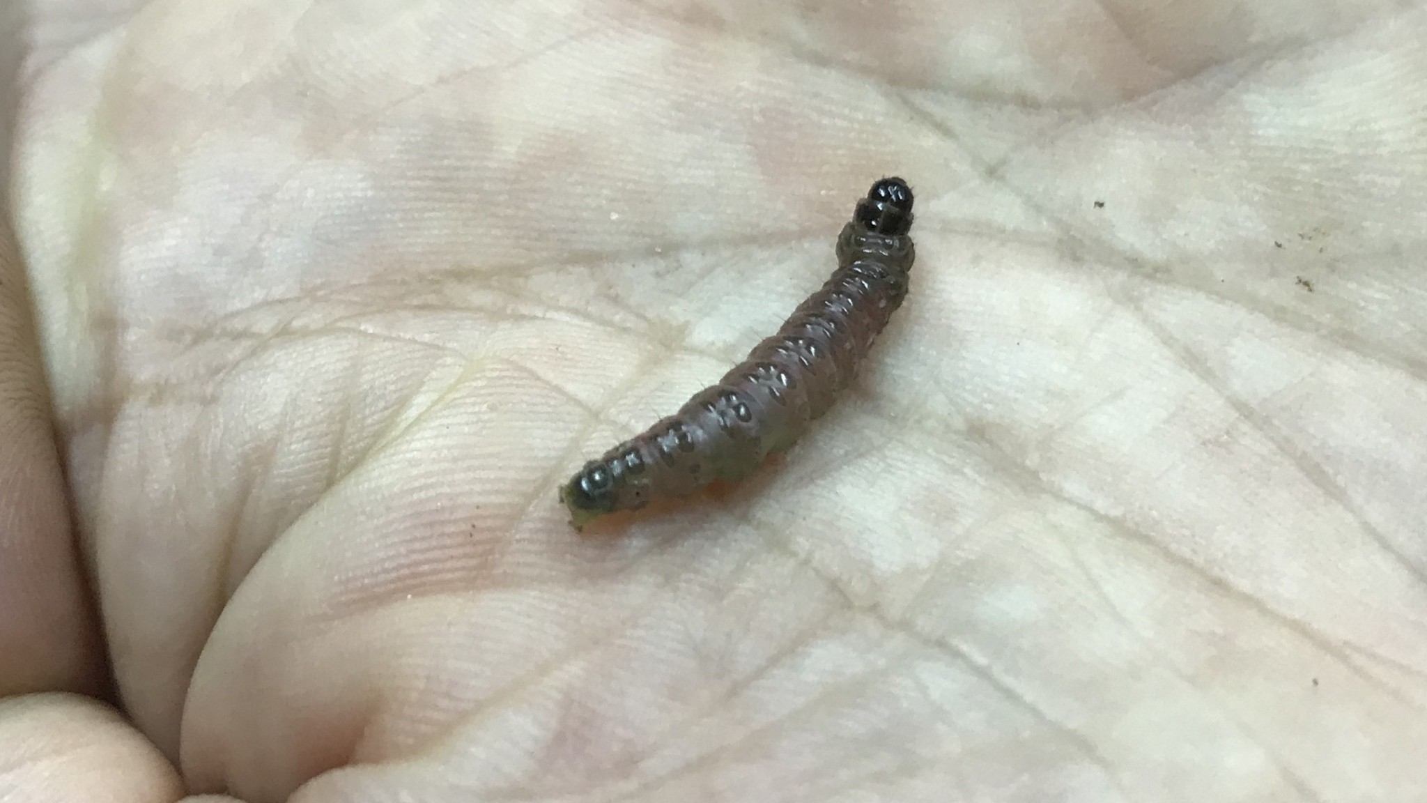 Dichocrocis